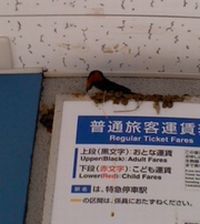 服部川駅に巣作りした燕.jpg