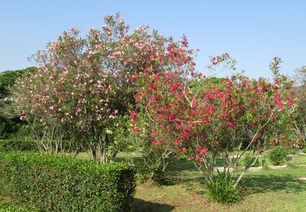 市大植物園９.jpg